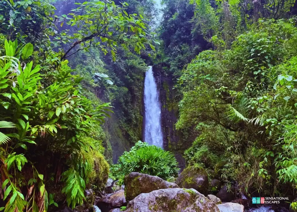 Towering waterfall plunging down a mossy cliff surrounded by dense rainforest at Las Trillizas Waterfalls in Turrialba, Costa Rica.