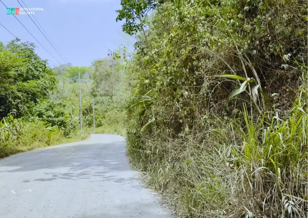 Narrow paved road surrounded by dense tropical vegetation leading toward Playa Blanca in Puntarenas.