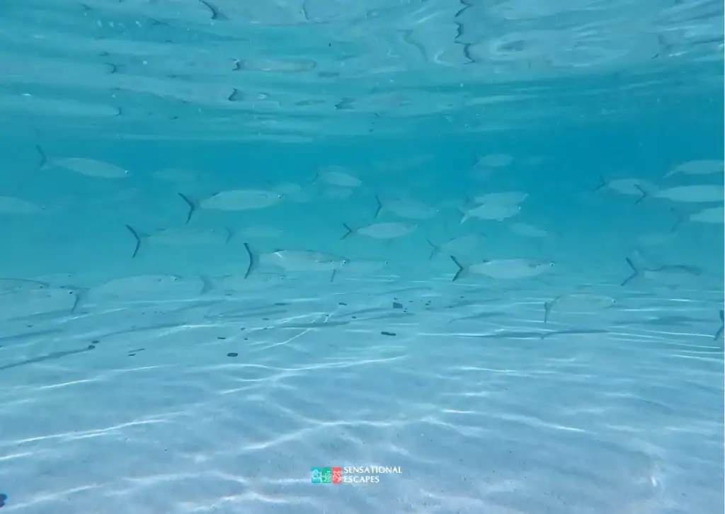 Clear underwater shot of a school of silver fish swimming over sandy seabed at Playa Blanca.