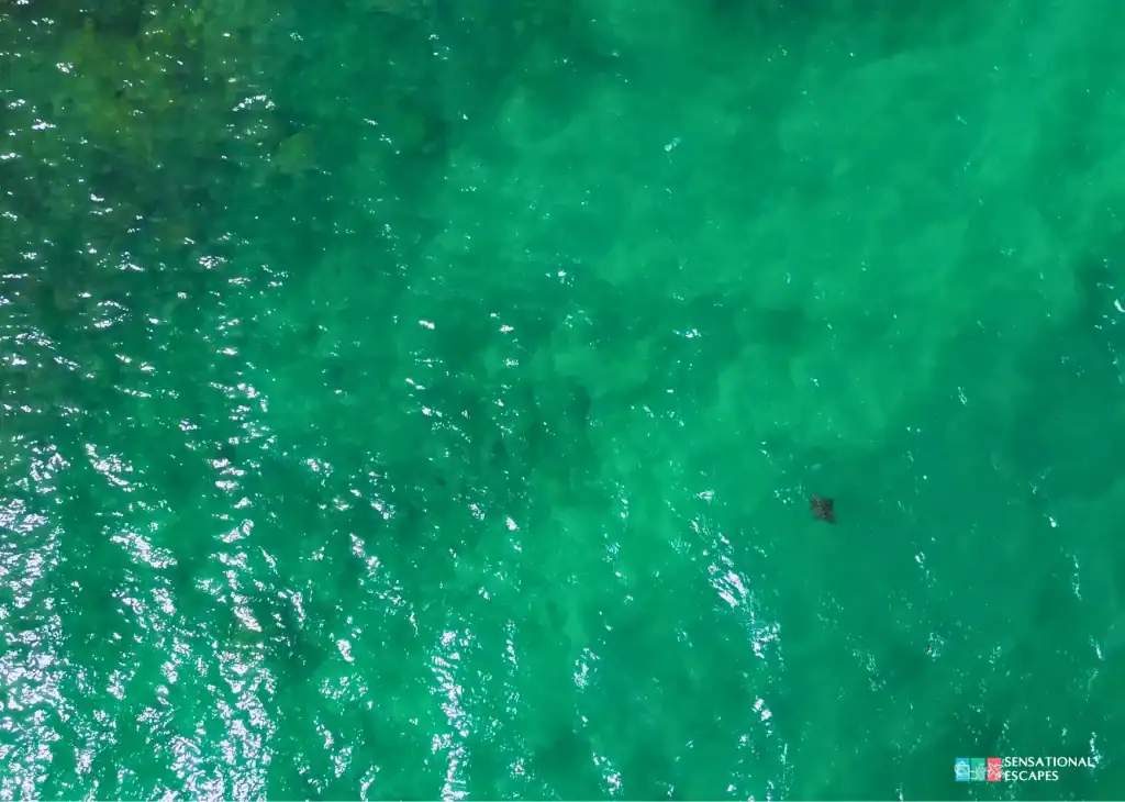 Vista aérea de las aguas turquesa y claras en Playa Penca, con una mantarraya jaspeada nadando cerca de la superficie.
