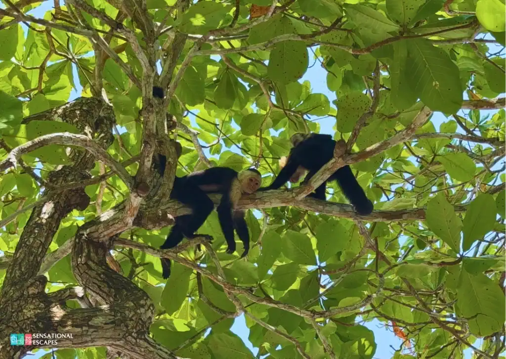Two capuchin monkeys lounging on tree branches under lush green leaves at Playa Blanca, Puntarenas.