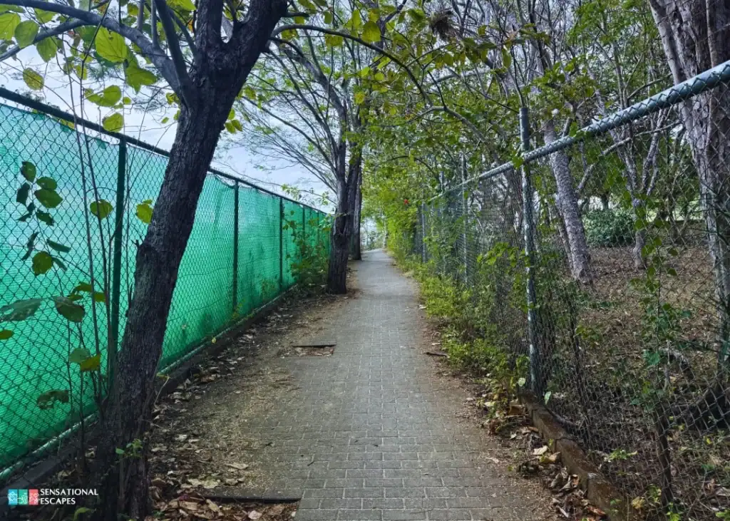 Sendero angosto y empedrado hacia Playa Buena, cercado con malla y sombra de &aacute;rboles.