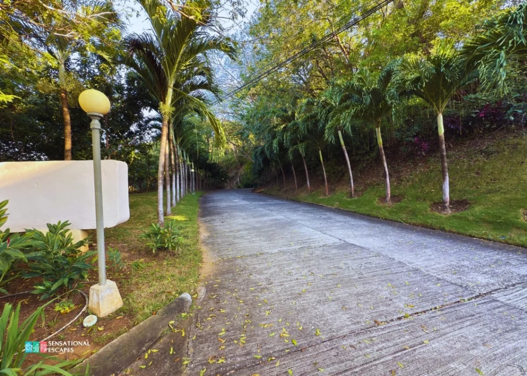 Smooth concrete road to Playa Pez Vela lined with palm trees and lush greenery on both sides, creating a serene, tropical vibe.