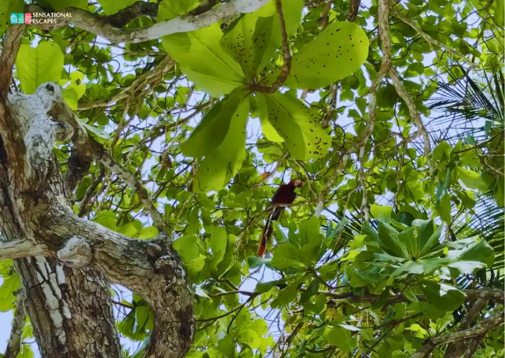 A scarlet macaw perched on a branch, partially hidden among dense green leaves at Playa Blanca, Puntarenas.
