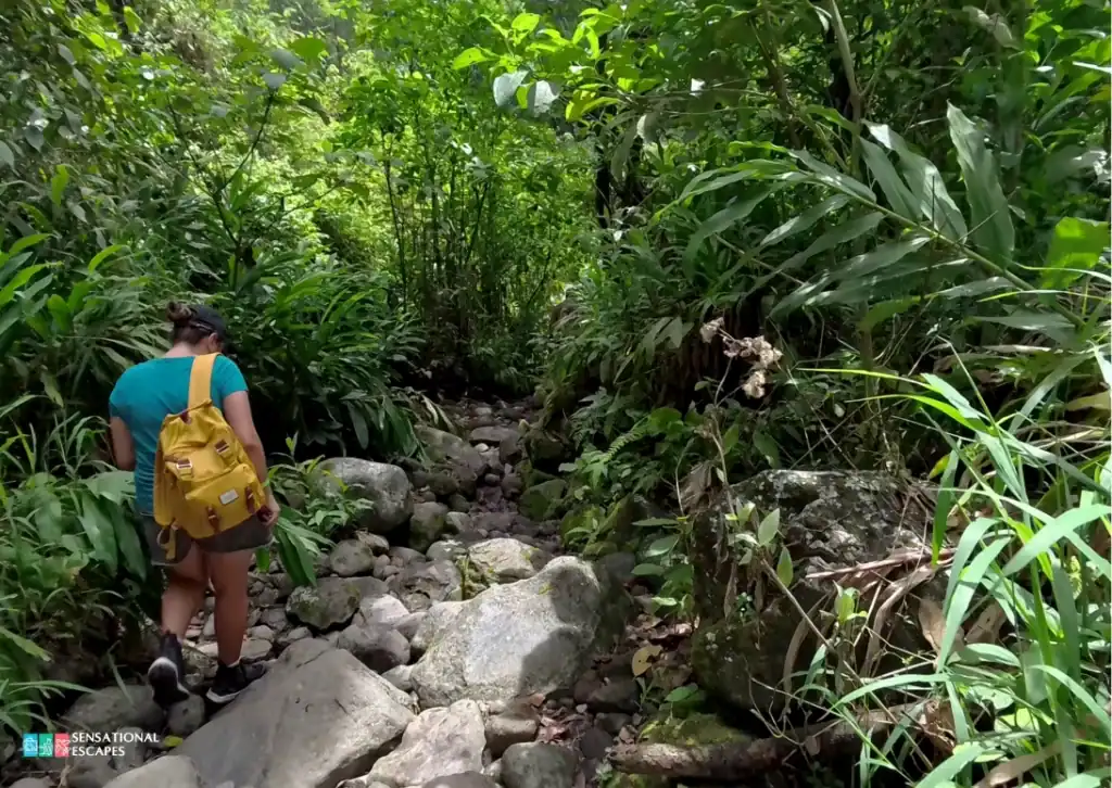 Hiker walking along a rocky, jungle-covered trail toward the largest of Las Trillizas Waterfalls in Turrialba, Costa Rica, surrounded by dense tropical vegetation.