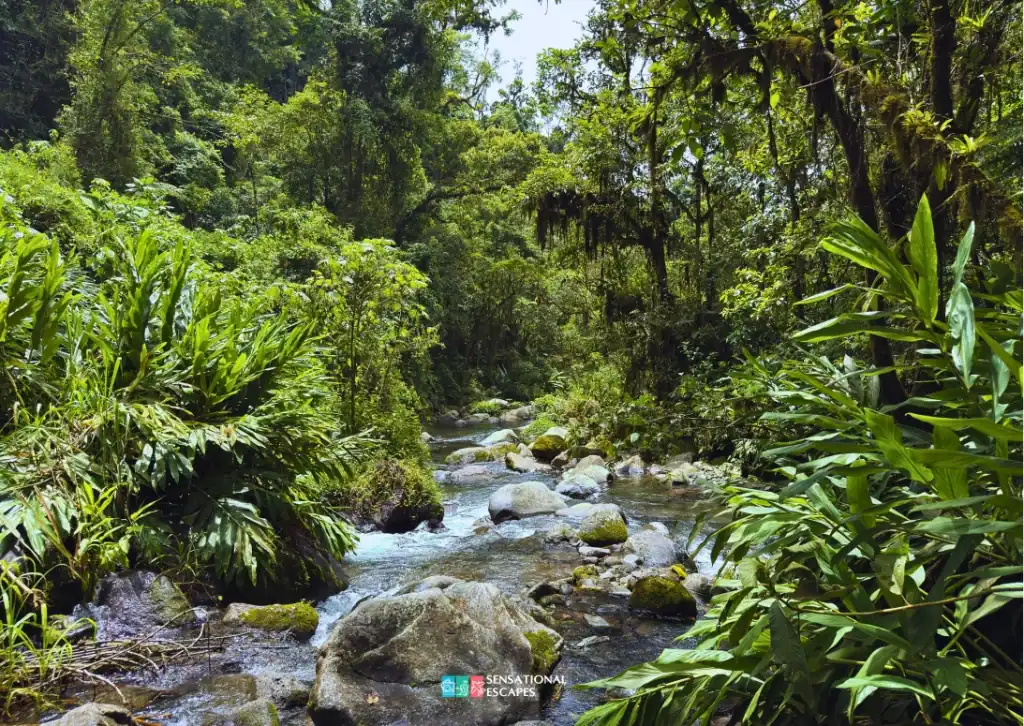 Clear, rocky river flowing through dense rainforest near Las Trillizas Waterfalls in Turrialba, Costa Rica, surrounded by lush tropical vegetation.